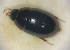 Cymbiodyta chamberlaini