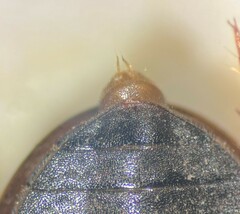 Cymbiodyta chamberlaini