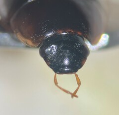 Cymbiodyta chamberlaini