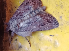 Noctuidae