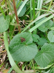 Cymaenes odilia