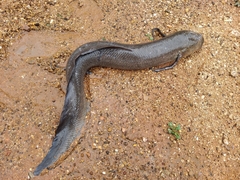 Protopterus annectens