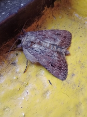 Noctuidae
