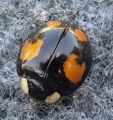 Harmonia axyridis