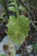 Puccinia lapsanae