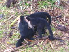 Cebus capucinus