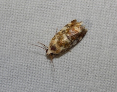 Acontia transfigurata