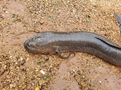 Protopterus annectens