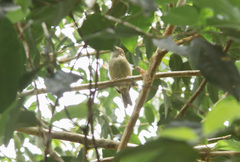 Thamnophilus schistaceus