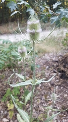 Dipsacus fullonum