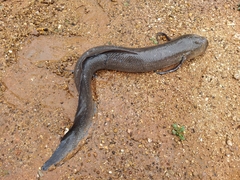 Protopterus annectens