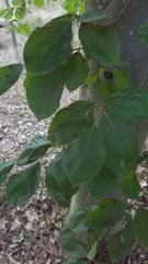 Fagus sylvatica