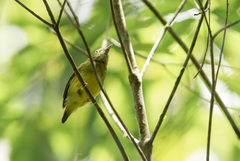 Lepidothrix nattereri