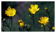 Ranunculus macounii