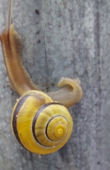 Cepaea nemoralis