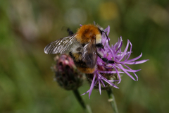 Bombus pascuorum