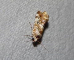Acontia transfigurata