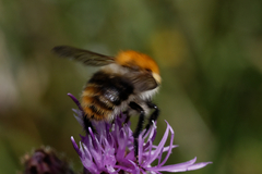 Bombus pascuorum