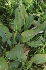 Puccinia bistortae