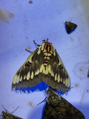 Citheronia splendens