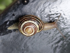 Cepaea nemoralis