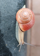 Cepaea nemoralis