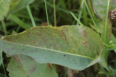 Puccinia bistortae