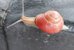 Cepaea nemoralis
