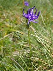 Phyteuma hemisphaericum
