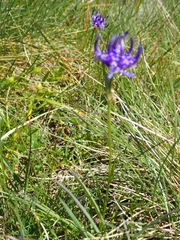 Phyteuma hemisphaericum