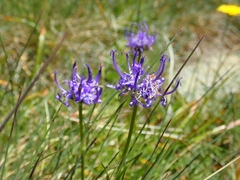 Phyteuma hemisphaericum