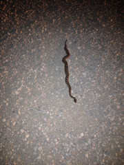 Sistrurus tergeminus