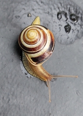 Cepaea nemoralis