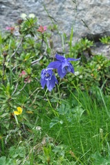 Aquilegia alpina