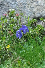 Aquilegia alpina