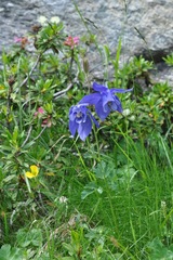 Aquilegia alpina