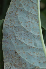 Puccinia bistortae