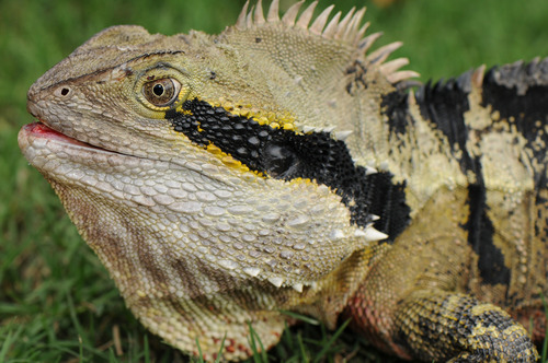 Australian Water Dragon, photo 10 of 10