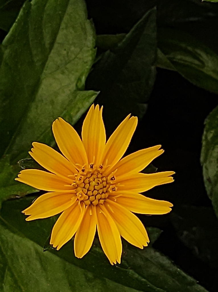 sunflowers, daisies, asters, and allies from Rio de Janeiro, BRRJ, BR