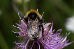 Bombus