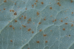 Puccinia bistortae