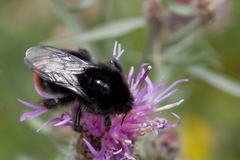 Bombus