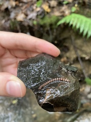 Pseudopolydesmus canadensis