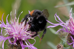 Bombus