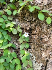 Codonanthe devosiana