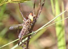 Proctacanthus gracilis