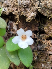 Codonanthe devosiana