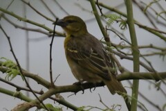 Ploceus cucullatus