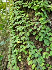 Codonanthe devosiana