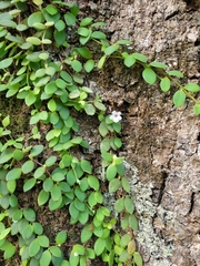 Codonanthe devosiana